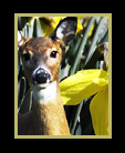 Deer in a garden of fantastical, huge daffodils