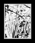 Ghost Woods