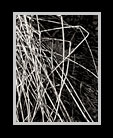 dried grasses reminiscent of a scorpion's legs thumbnail