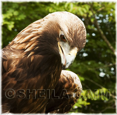 Portrait of a Golden Eagle