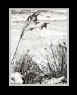 Black and white winter river scene thumbnail